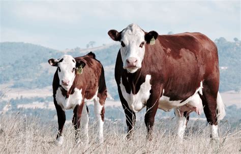 Poll Hereford cow and calf Australia Beau River Beef on Facebook Nature Animals, Farm Animals ...