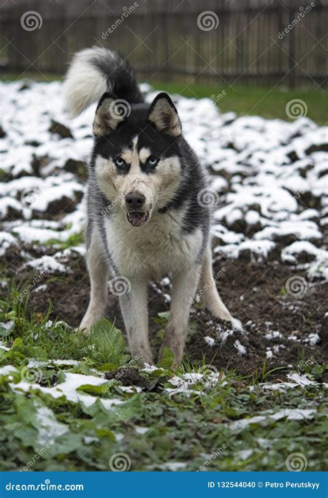 Siberian husky playing stock photo. Image of outdoor - 132544040