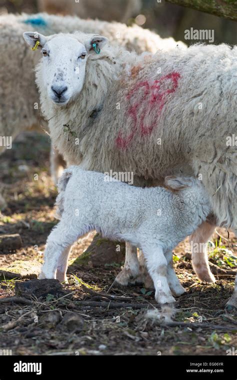 sheep ewe feeding lamb portrait view Stock Photo - Alamy