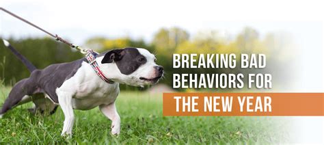 Breaking Bad Dog Behavior for the New Year - Dog Gone Amazing Education ...