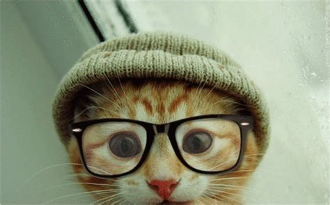 Cats wearing glasses - Cats Photo (27565172) - Fanpop