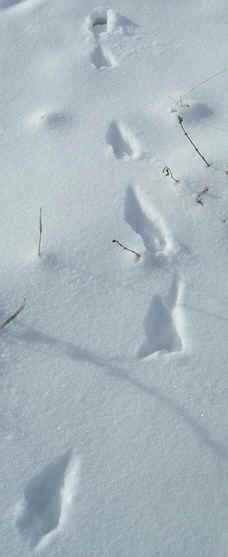 weasel tracks in snow | Snow, Mammals, Outdoor