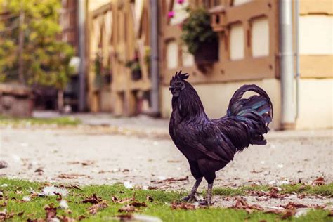 The Ayam Cemani Chicken: The Ultimate Guide | Mranimal Farm