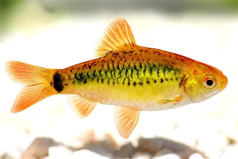 Gold Barb Fish - Care | Size | Breeding | Tank Mates | Traits - SeaFish