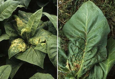 Tobacco Mosaic Virus (TMV) In Cannabis Plants: Symptoms And, 48% OFF