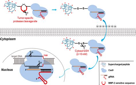 Schematic illustration on microenvironment-responsive delivery of Cas9 ...