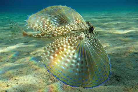 Flying gurnard | Habitat & Facts | Britannica