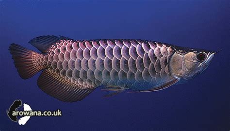 Types of Asian Arowana Fish | Exotic Tropical Ornamental Fish Photos With Names | Fish Secrets