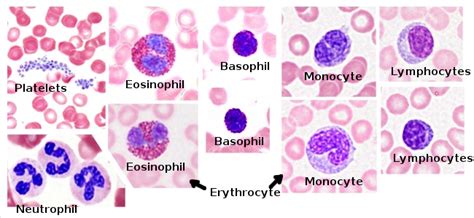 Monocyte Histology