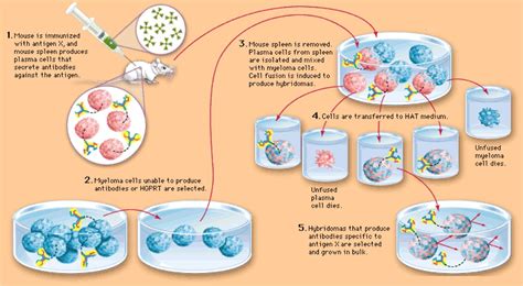 Common Issues for Crosslinking of Antigenic Polypeptides - Creative ...