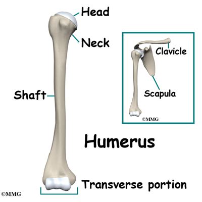 Adult Humerus Shaft Fractures - Midwest Bone and Joint Institute