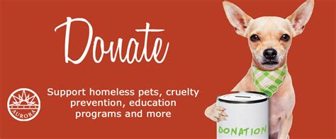 How To Donate To Local Animal Shelters