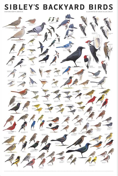 Sibley’s Backyard Birds: Eastern North America Poster – Sibley Guides