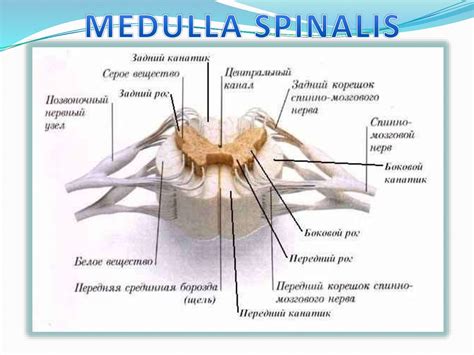 Спинной мозг (medulla spinalis) - презентация онлайн