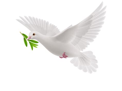 Peace Dove PNG Transparent Design - Freepngdesign.com