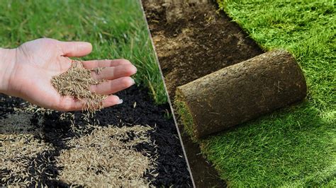 Grass seed vs sod — what’s best for your lawn? | Tom's Guide