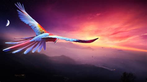 Macaw Flight Digital Art 4k, HD Birds, 4k Wallpapers, Images, Backgrounds, Photos and Pictures