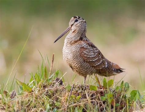 Aprende Todo Sobre Scolopacidae, Una Familia De Aves