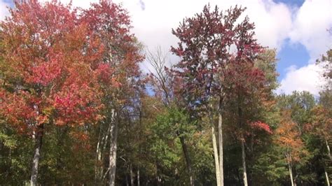 Foresters track the fall foliage in Pennsylvania | wnep.com