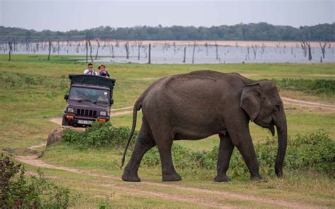 MINNERIYA NATIONAL PARK - The Complete Jeep Safari Guide