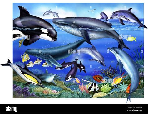 Animals-whales dolphins & porpoises in ocean Stock Photo - Alamy