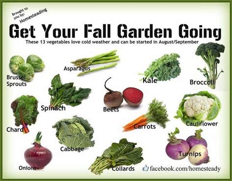 13 vegetables that love cold weather. | Fall garden vegetables, Winter ...