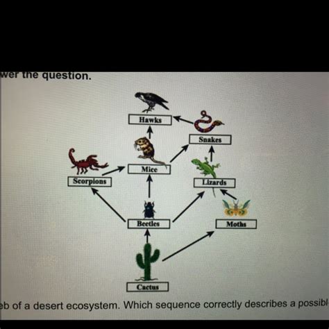 The diagram shows the food web of desert ecosystem. Which sentence correctly describes a ...