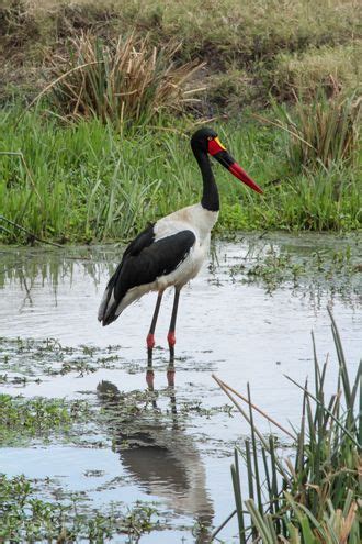 Birds of the African Savanna: how to birdwatch on safari | Wildlife travel, Wildlife photography ...