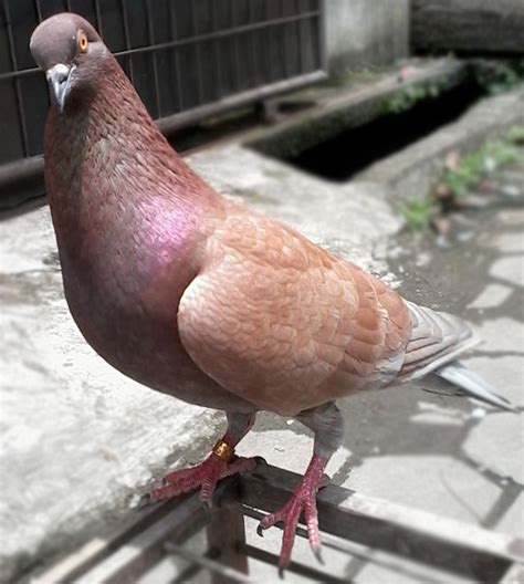 Mengenal Burung Merpati Balap (Racing Pigeon) - Agrozine