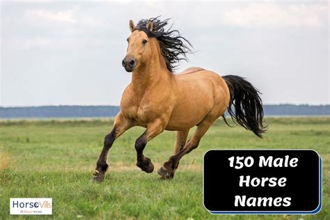 150 Fine Male Horse Names for Your Geldings and Stallions