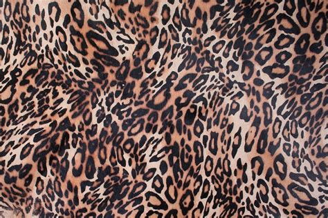 A Leopard Leather Chiba · Free photo on Pixabay