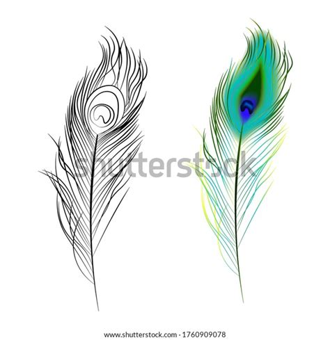 Bright Multi Colored Black White Peacock Stock Vector (Royalty Free ...