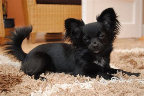 Black Long Hair Chihuahua … | Chihuahua puppies, Chihuahua dogs, Dog breeds