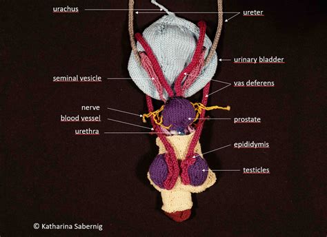 Male urogenital system | Knitted Anatomy