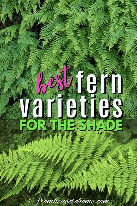 Hardy Fern Varieties (20+ Perennial Ferns That Will Survive The Winter) | Shade perennials ...