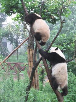 Breeding - Giant Pandas