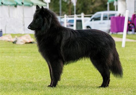 Groenendael – Dog Breed Information and Pictures | Livelife