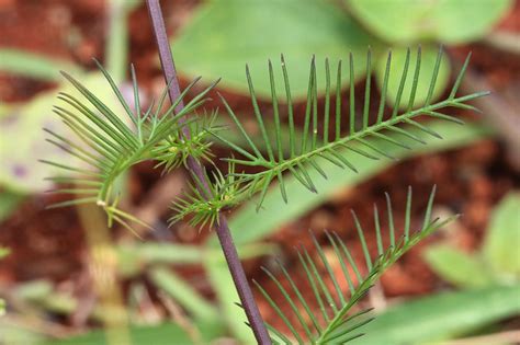 Ipomoea quamoclit | Ipomoea quamoclit L. CONVOLVULACEAE Loca… | Flickr