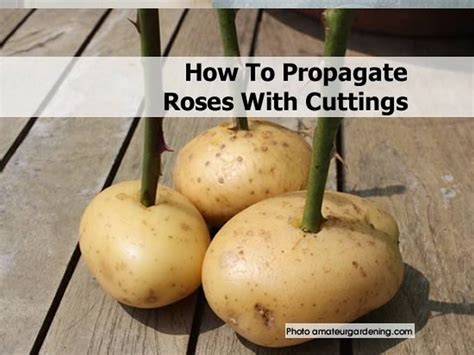 How To Propagate Roses With Cuttings