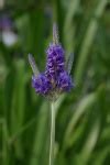 Lavender Free Stock Photo - Public Domain Pictures