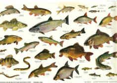 Books on British Freshwater Fish, British Freshwater fishes charts and guides, Fishes of the ...