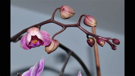 Time Lapse Photo / Orchid Blooming - YouTube