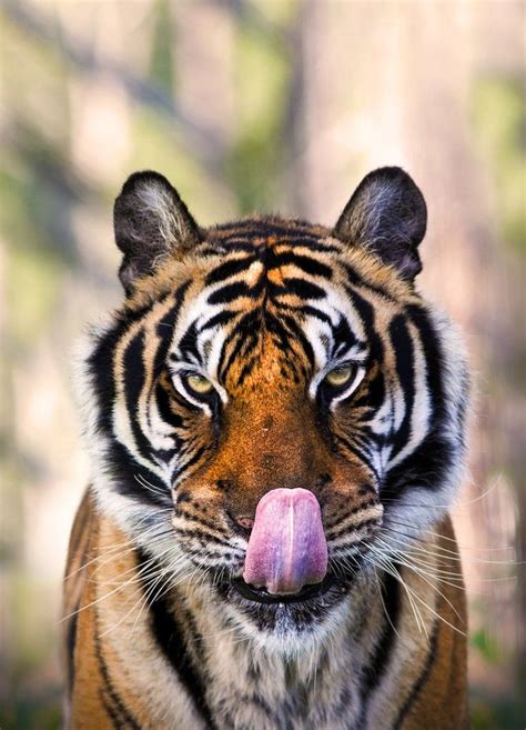 Hungry Tiger | Dog stock photo, Bengal tiger, Cute cats and dogs