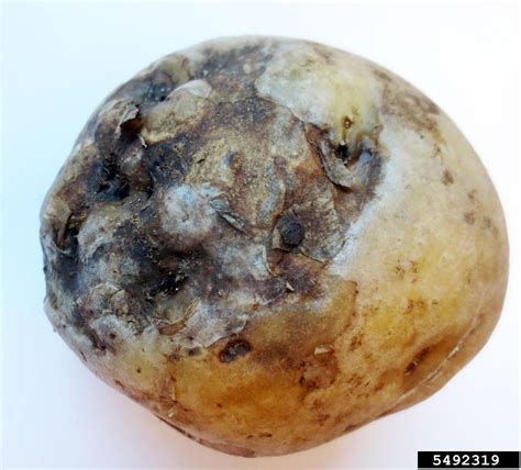 early blight (Alternaria solani ) on potato (Solanum tuberosum ) - 5492319