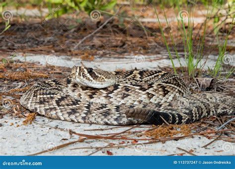 Eastern Diamondback Rattlesnake Crotalus Adamenteus Stock Image - Image of eastern, poison ...