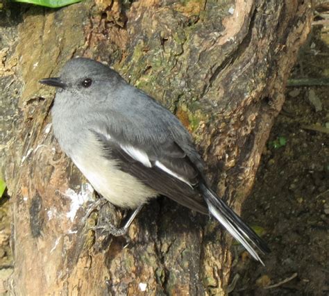 Oriental Magpie-Robin (Female) | Project Noah