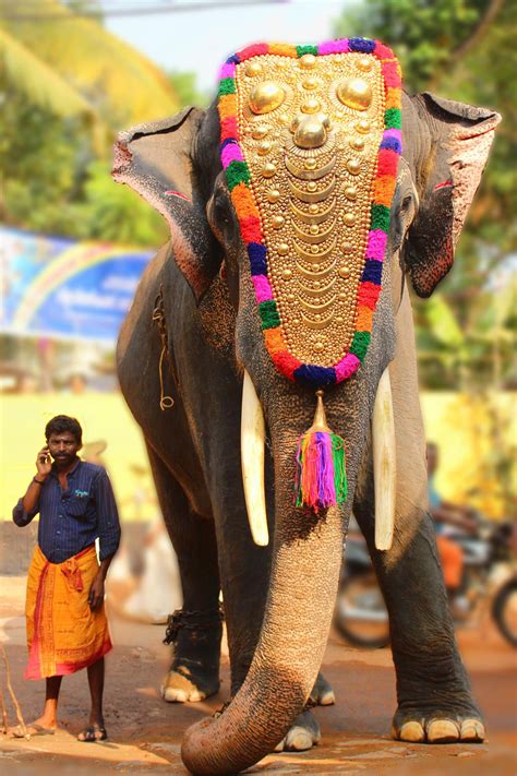 King by Vipin Vasudev / 500px | Elephant, India culture, Kerala