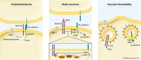 Regulation of VE-Cadherin and VEGF R2 by VEGF: R&D Systems