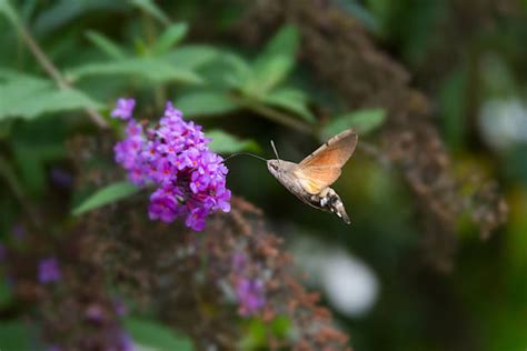 Hummingbird Eating Insects Stock Photos, Pictures & Royalty-Free Images - iStock