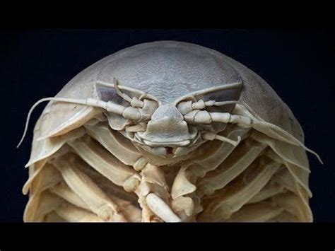 Giant Isopods: The Giant Rolly-Pollies That Live on the Ocean Floor and ...